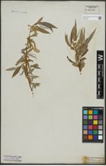 Foto von Salix alba L.